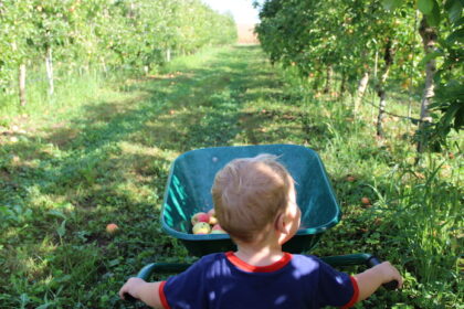 Cueillette de pommes au Domaine Darmandieu dans les Landes.