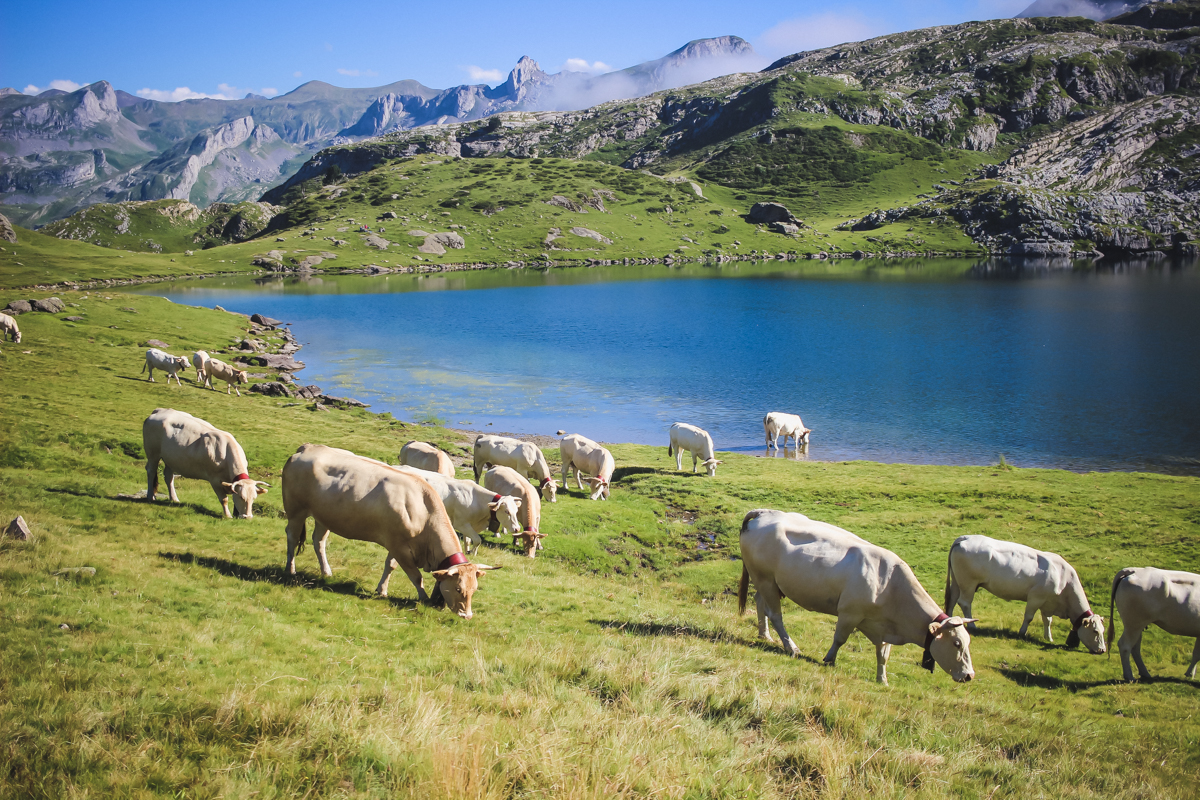 vaches de la Randonnée des lacs d'Ayous dans les Pyrénées en Vallée d'Ossau