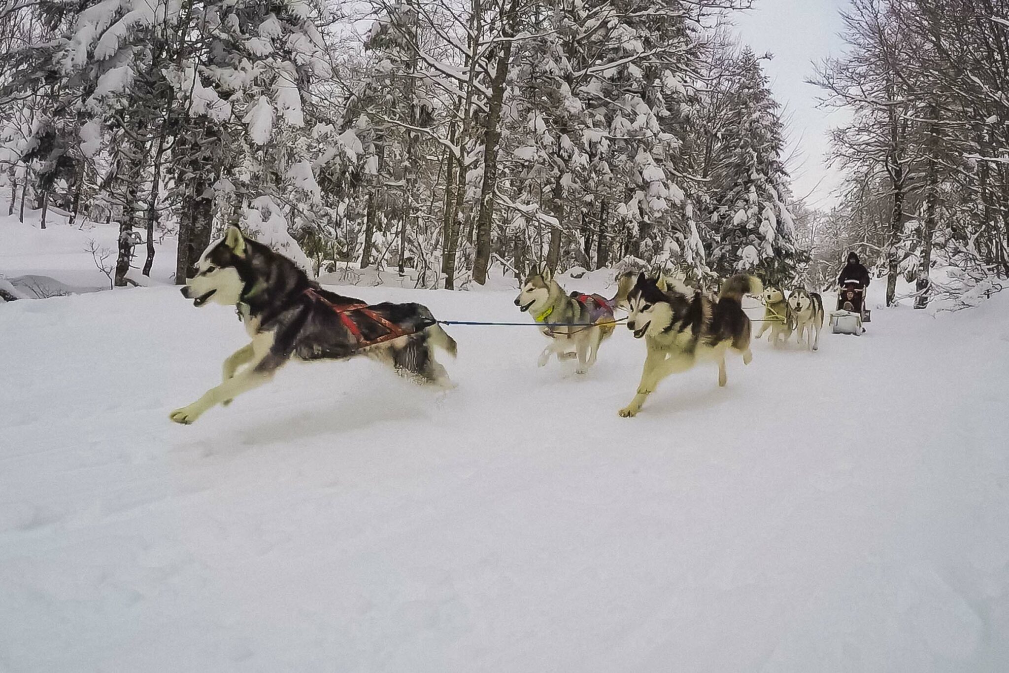 Où faire une balade en chiens de traineaux dans les Pyrénées ?