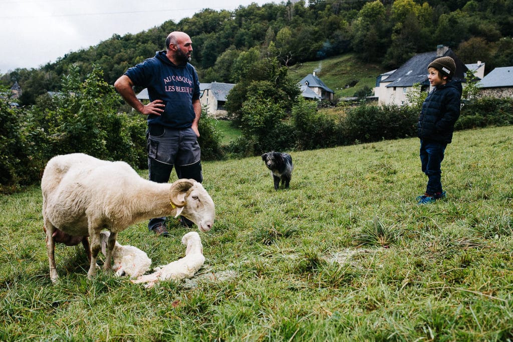 Rencontre avec un éleveur d&rsquo;agneau de lait des Pyrénées IGP et Label Rouge