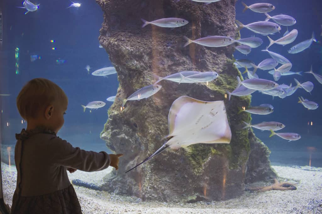 Aquarium Biarritz : 5 bonnes raisons de le (re)visiter !