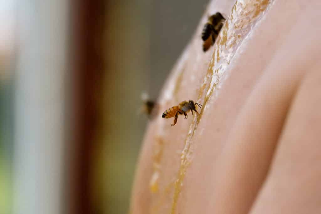 Ballot-Flurin : « les abeilles produisent de l’or mais vous ne le savez pas encore… »