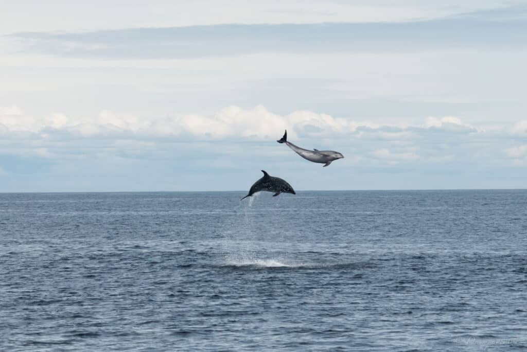 À la rencontre des dauphins avec Explore Ocean