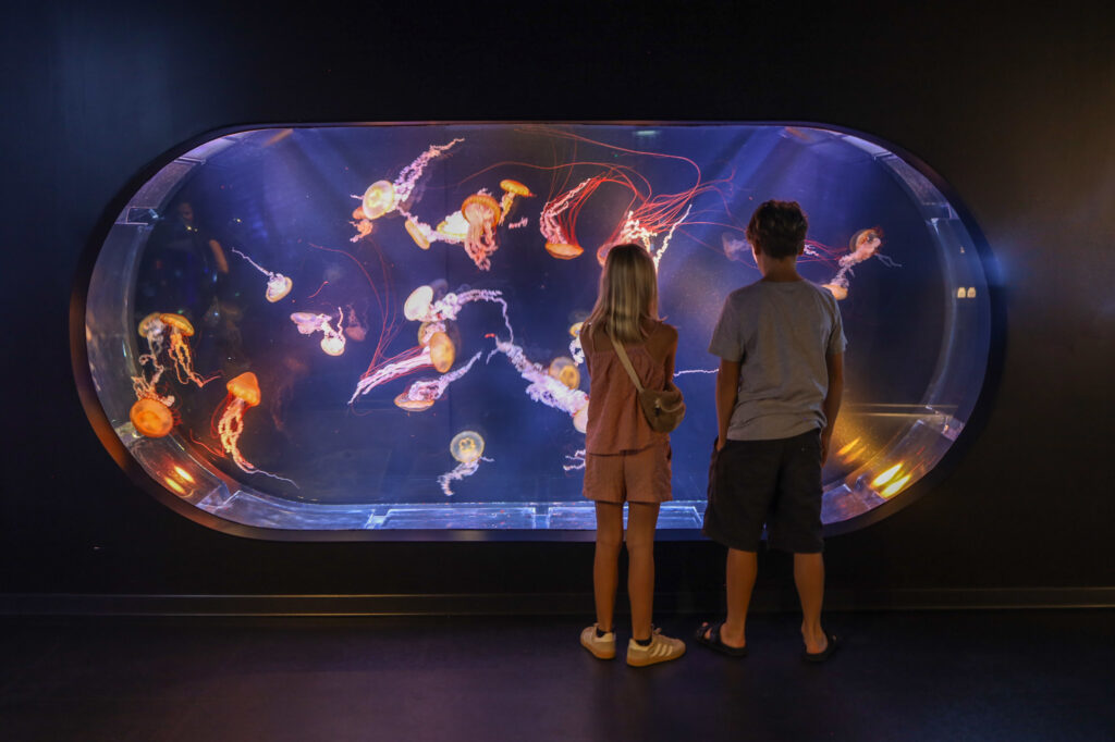 Le nouvel espace méduses de l’Aquarium de Biarritz